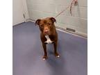 Adopt CoCo a Pit Bull Terrier