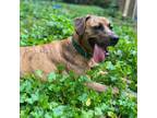 Adopt Lucy Lou a Plott Hound