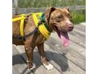 Adopt Madame a Pit Bull Terrier
