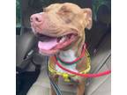 Adopt Madame a Pit Bull Terrier