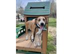 Adopt Maple a Hound, Mixed Breed