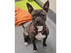 Adopt Ombre a Pit Bull Terrier, Mixed Breed