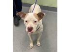Adopt Ice Cream Cake a Pit Bull Terrier, Mixed Breed