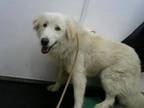 Adopt PENNY a Great Pyrenees, Mixed Breed