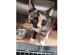 Adopt Catia a Domestic Short Hair