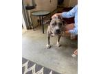 Adopt Stormie a American Staffordshire Terrier