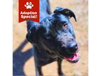 Adopt Macy - Sweet, friendly girl! $0 ADOPTION SPECIAL! a Black Labrador