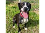 Adopt Emerald a Pointer