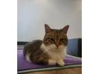 Adopt Fanny a Domestic Short Hair