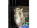 Adopt Mary Tyler Moore a Domestic Long Hair