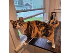 Adopt Ruby Winchester a Domestic Short Hair