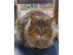 Adopt Missa a Domestic Long Hair