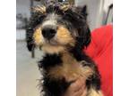 Adopt Berry a Bernese Mountain Dog, Poodle