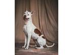 Adopt Charlie a Pit Bull Terrier, Mixed Breed