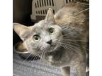 Adopt Elcee a Domestic Short Hair