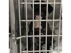 Adopt Munchkin CFS# 240014819 a Pit Bull Terrier