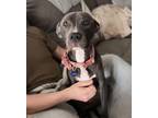Adopt Athena a Pit Bull Terrier, American Staffordshire Terrier