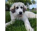 Adopt Ellie a Great Pyrenees