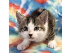 Adopt Jelly Belly a Domestic Short Hair