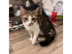 Adopt Abigail a Domestic Short Hair