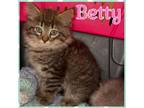 Adopt Betty a Domestic Medium Hair, Domestic Long Hair