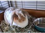 Adopt Stormy a Lop Eared