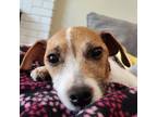 Adopt Peggy Sue a Parson Russell Terrier