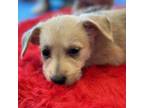 Adopt Bonnie Barstow a Norfolk Terrier, Mixed Breed