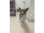 Adopt Jesse a Mixed Breed, Cattle Dog