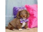 Dachshund Puppy for sale in West Plains, MO, USA