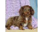Dachshund Puppy for sale in West Plains, MO, USA