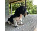 Miniature Pinscher Puppy for sale in Mount Vernon, IL, USA