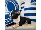 Boston Terrier Puppy for sale in Gaffney, SC, USA