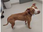 Adopt Ashland a Pit Bull Terrier, Mixed Breed