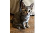 Adopt Almond a Domestic Short Hair