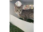 Adopt Lily a Domestic Short Hair