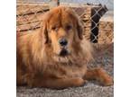 Adopt Sequoia UT a Tibetan Mastiff