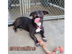 Adopt Emmaline a Basset Hound, Labrador Retriever