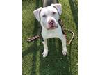 Adopt Khaleesi a Pit Bull Terrier, Labrador Retriever