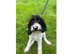 Adopt Pez a German Wirehaired Pointer, Mixed Breed