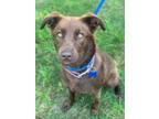 Adopt Lilly a Chocolate Labrador Retriever, Mixed Breed