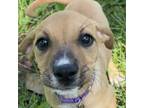Adopt Piper Charmed a Beagle, Mixed Breed