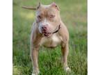 Adopt Britney a Pit Bull Terrier