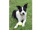 Adopt Missy Ray a Border Collie