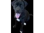 Adopt Esmralda a Cane Corso