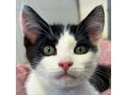 Adopt Winston a Domestic Short Hair