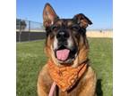 Adopt Bear a German Shepherd Dog, Rottweiler