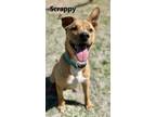 Adopt SCRAPPY a Mixed Breed