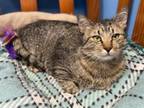 Adopt JAMARI a Domestic Short Hair