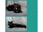 Adopt GONZALO a Domestic Short Hair